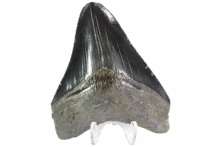 Serrated, Fossil Megalodon Tooth - Georgia #88663